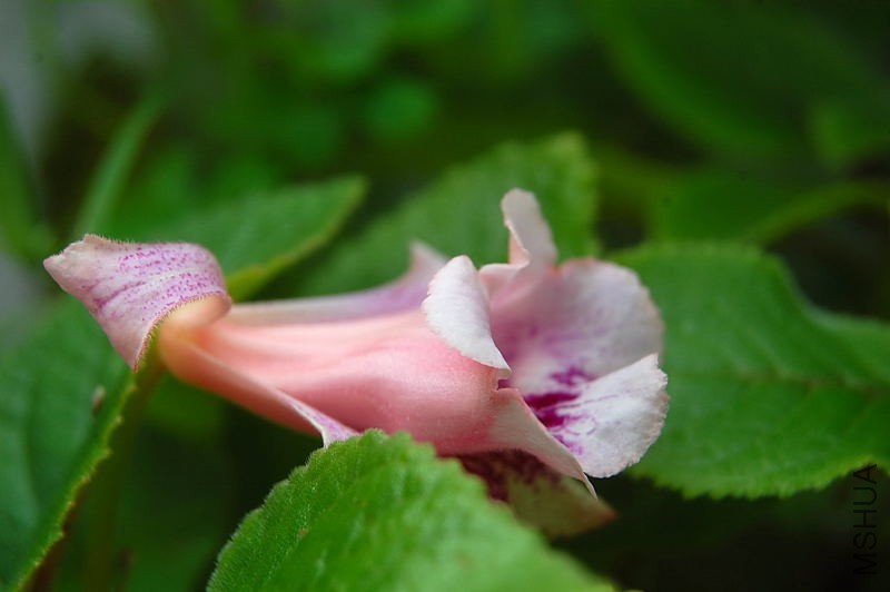 DSC_64800333.JPG