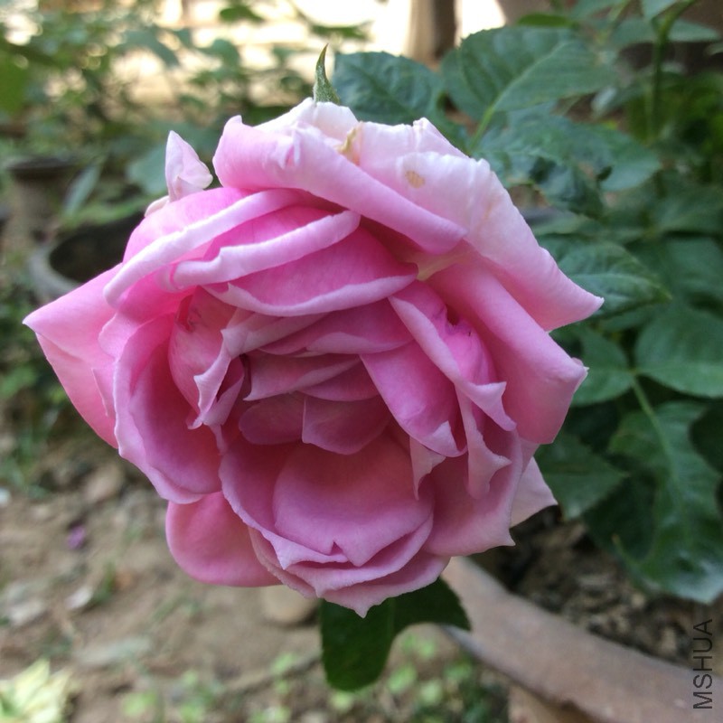 083103dwvll7avvaw8xwx1.jpg