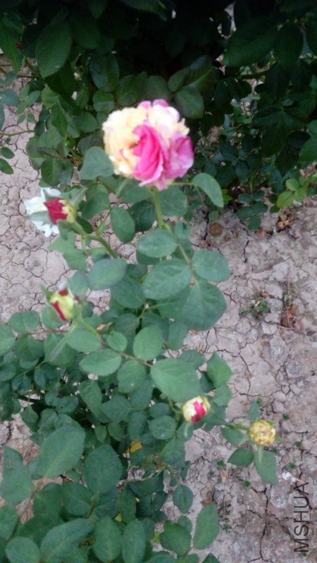 IMG_20160906_183851.jpg