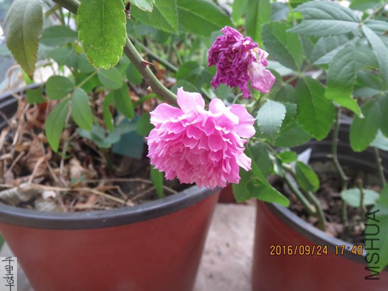 IMG_3291.jpg