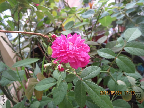 IMG_3290.jpg