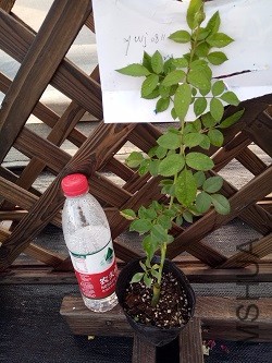 IMG20160924170422.jpg