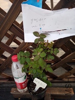 IMG20160924170350.jpg