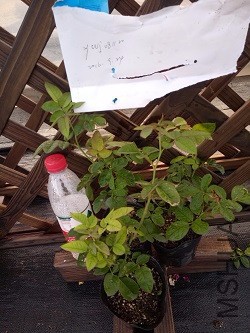 IMG20160924170557.jpg