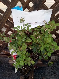 IMG20160924170939.jpg