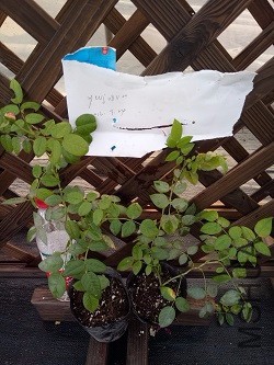 IMG20160924171215.jpg