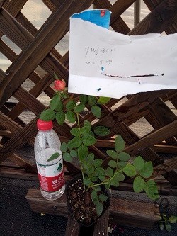 IMG20160924171507.jpg