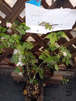 IMG20160924171424.jpg