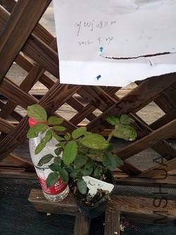IMG20160924171032.jpg