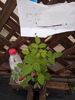 IMG20160924171101.jpg