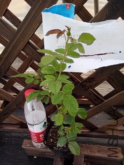 IMG20160924171123.jpg