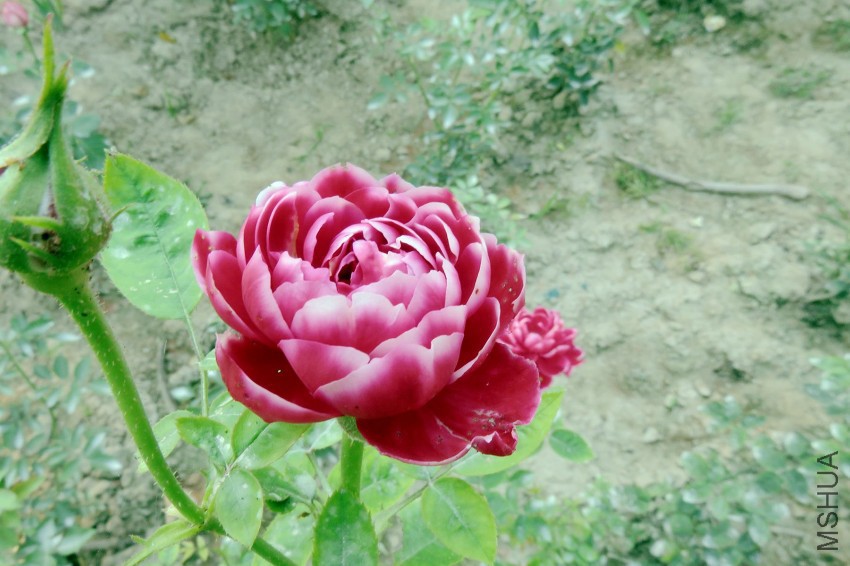 IMG_3762.JPG