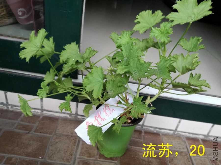 IMG_20160925_093753.jpg