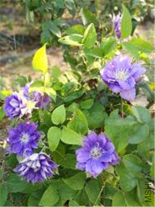 IMG_20160922_074928.jpg.jpg