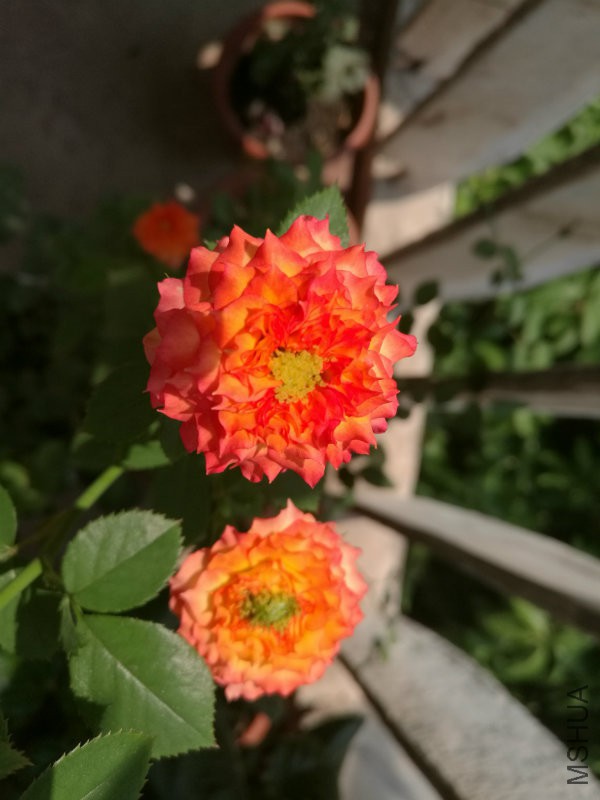 IMG_20160923_120612.jpg