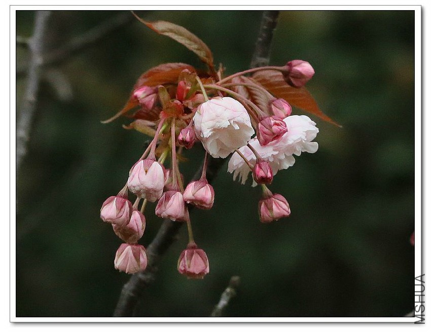 2013040508.jpg