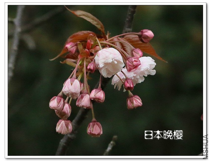 2013041416.jpg