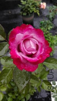 psb (36).jpg