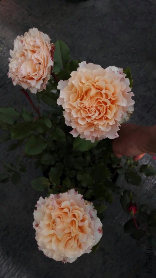 psb (22).jpg