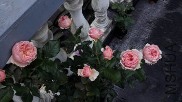 psb (35).jpg