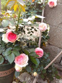 psb (37).jpg