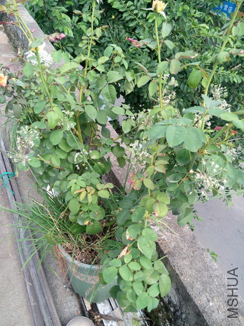 IMG_20160926_142824.jpg