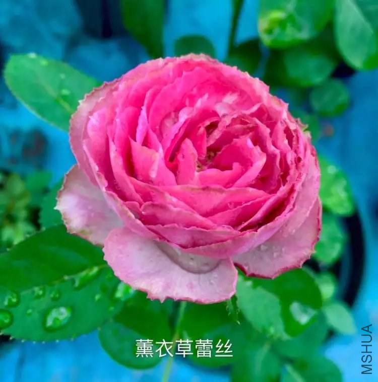 psb (99).jpg