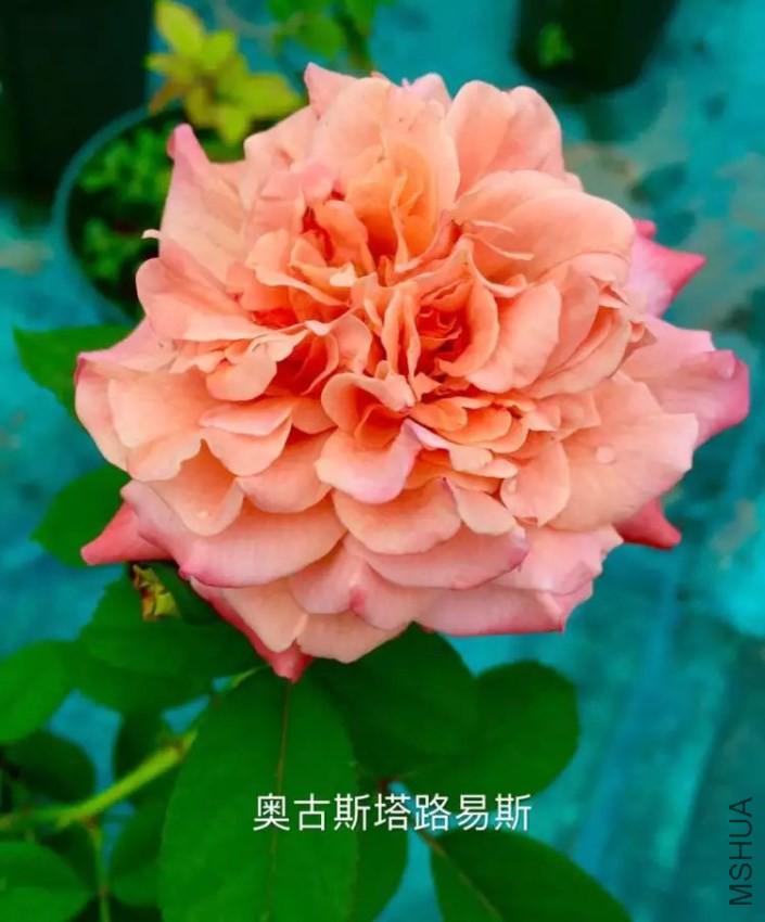 psb (85).jpg