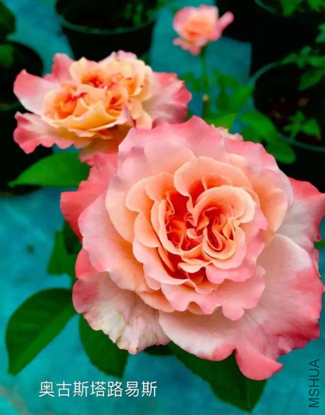 psb (95).jpg