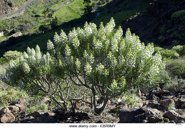 echium-decaisnei-echium-decaisnei-blooming-canary-islands-gran-canaria-ebr9my.jpg