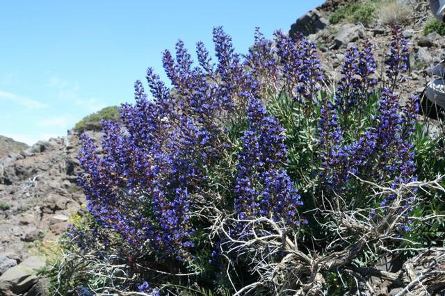 Echium_gentianoides_________27_05_2009_9.jpg