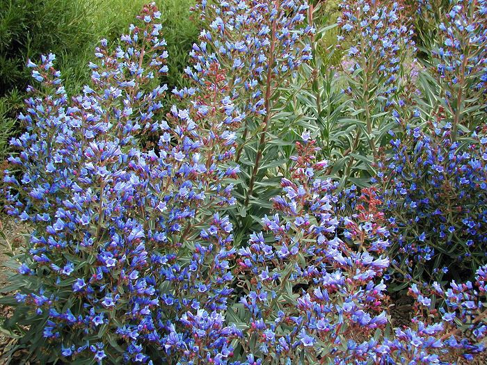 Echium_gentianoides_9654.jpg