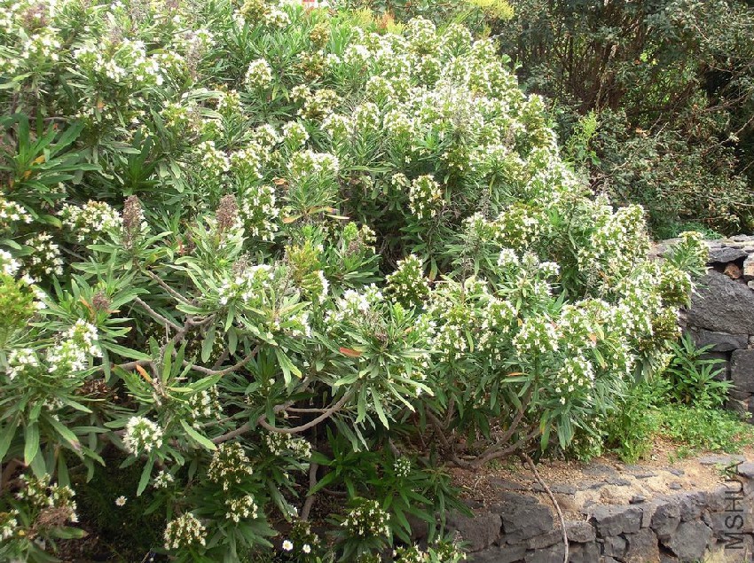 Echium_giganteum_Tenerife_1.jpg