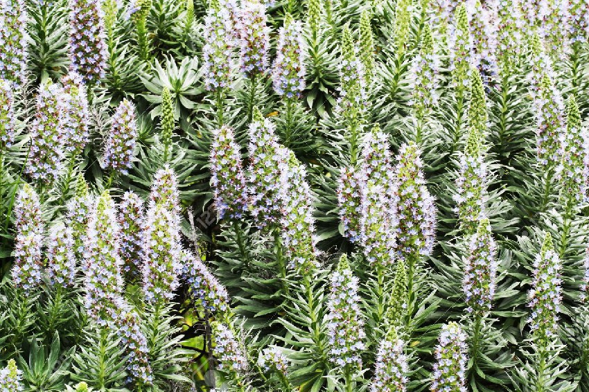 16153224-echium-hierrense-Gran-Canaria-Spain-Stock-Photo.jpg