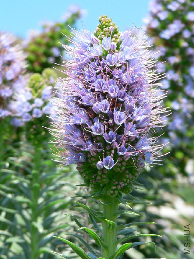 Echium_hierrense_flowers_detail.jpg