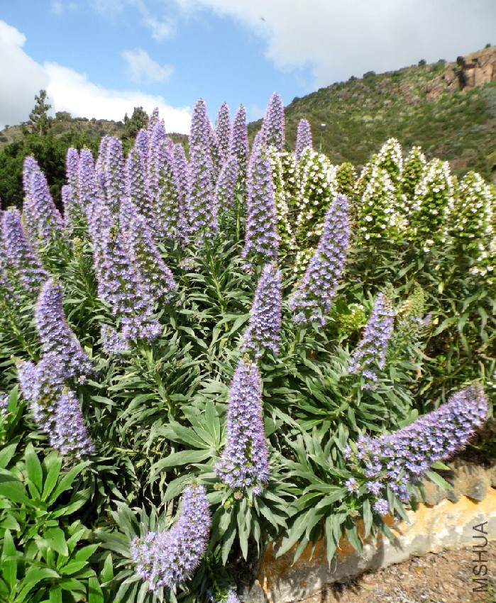 Echium_hierrense_kz2.jpg