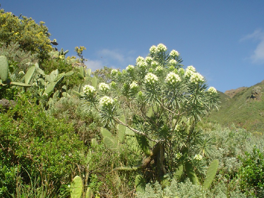 Echium_leucophaeum.jpg
