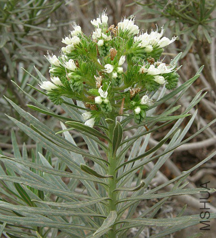echium_leucophaeum2.jpg