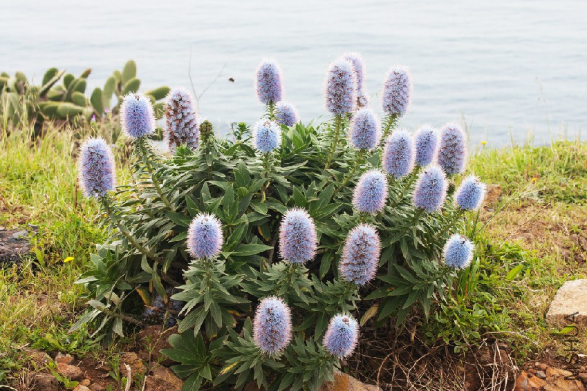Echium_nervosum_k1.jpg