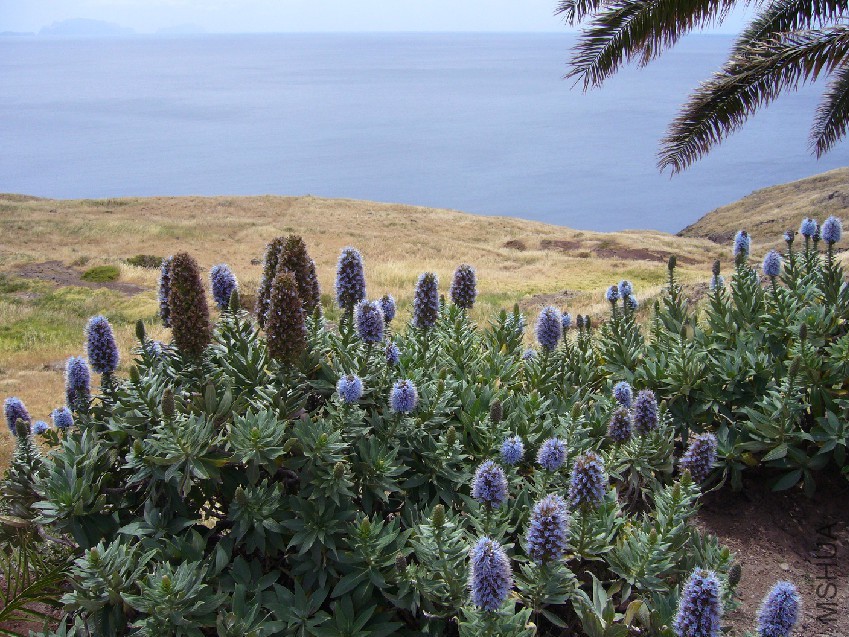 Echium_nervosum_at_Ponta_de_So_Loureno.jpg