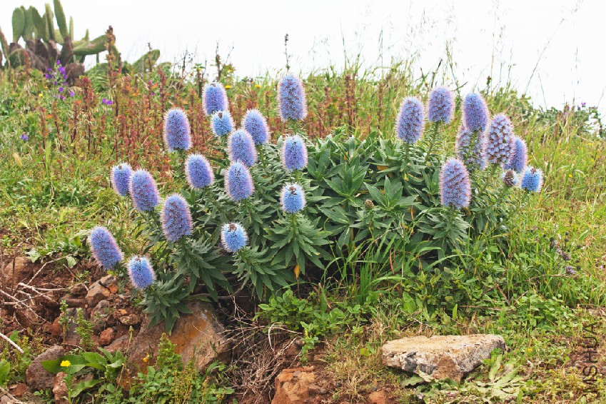 Echium_nervosum_k2.jpg