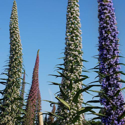 ECHIUM THREE KINDS.jpg