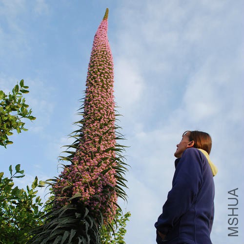 Echium.jpg