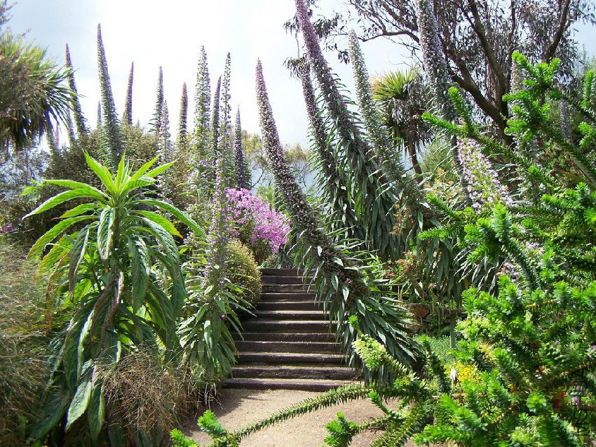 Echium_pininana_steps_1024x1024.jpg