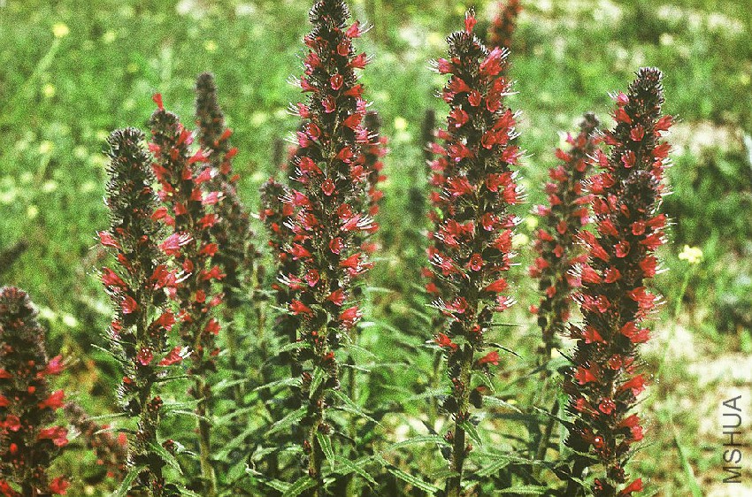 Echium_rubrum_Purple_Bugloss__.JPG