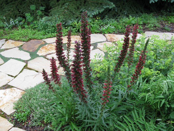 echium russicum IMG_6582.jpg