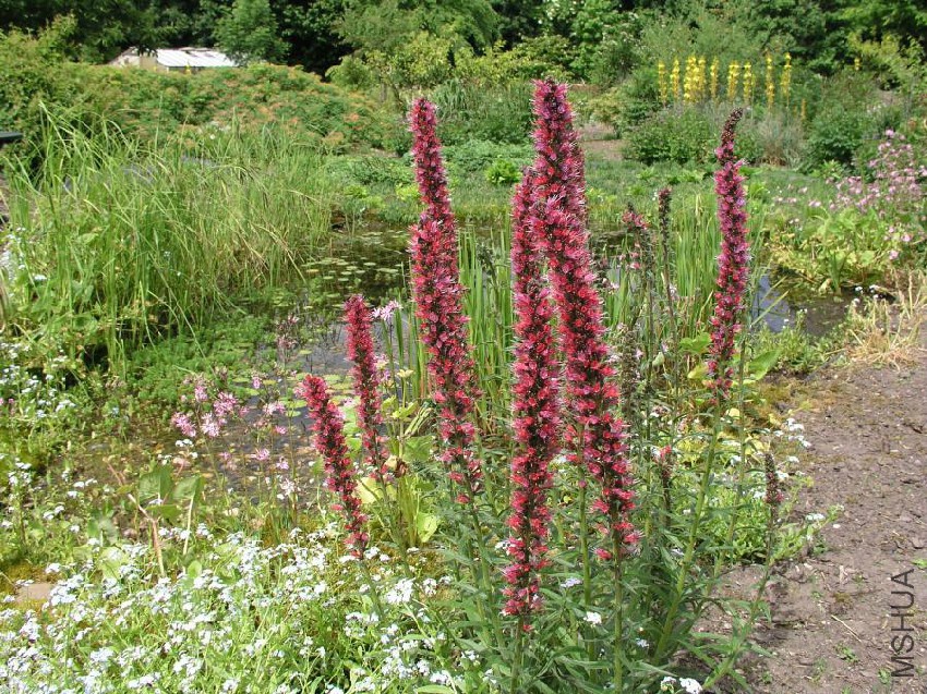 Echium russicum.jpg