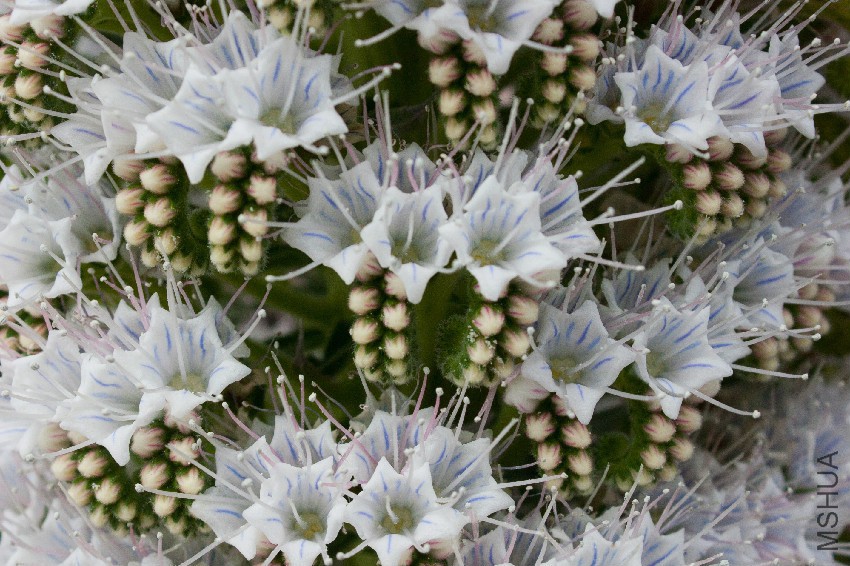 Echium_simplex_k6.jpg