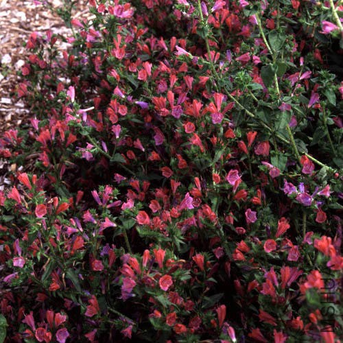 ECHIUM TUBERCULATUM2.jpg