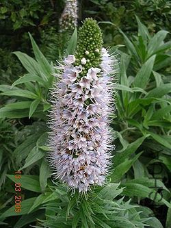 250px-Echium_virescens.jpg